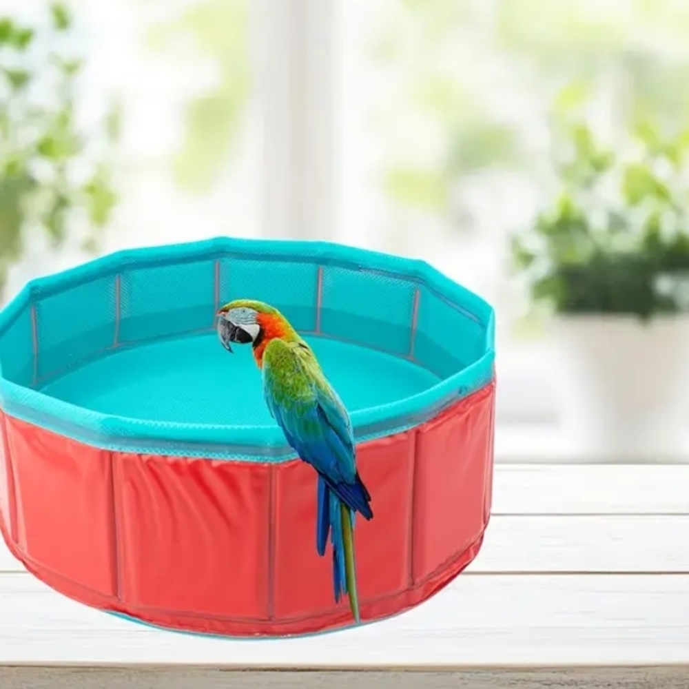 Bird Swimming Pool - Picture 3 of 6